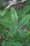 Ohio buckeye